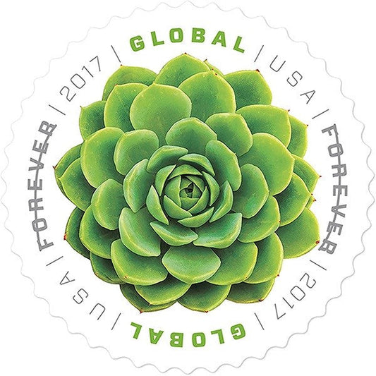 2017 Global Green Succulent International 100pcs/Pack