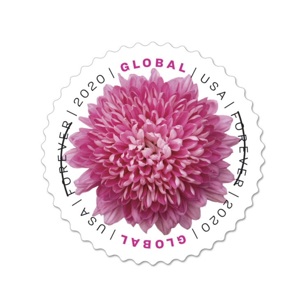 2020 Chrysanthemum 100pcs/Pack