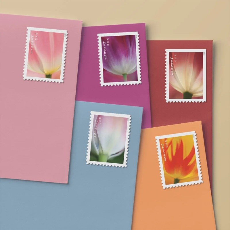 100 Forever 2023 First-Class Tulip Blossoms 5 Books (20PCS/Book)